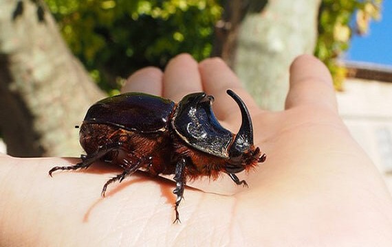 Rhinoceros Beetle