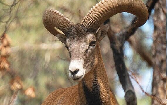  Cyprus Sheep