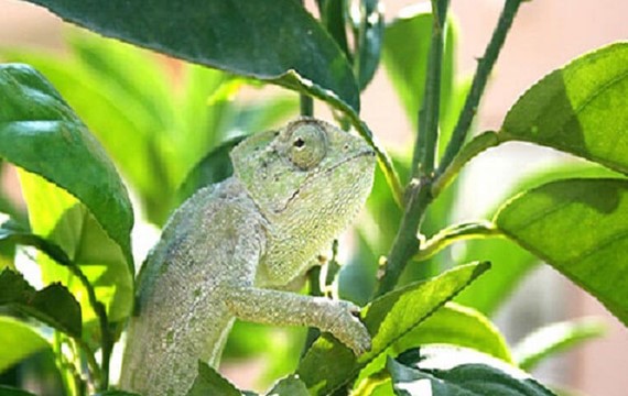Chameleons
