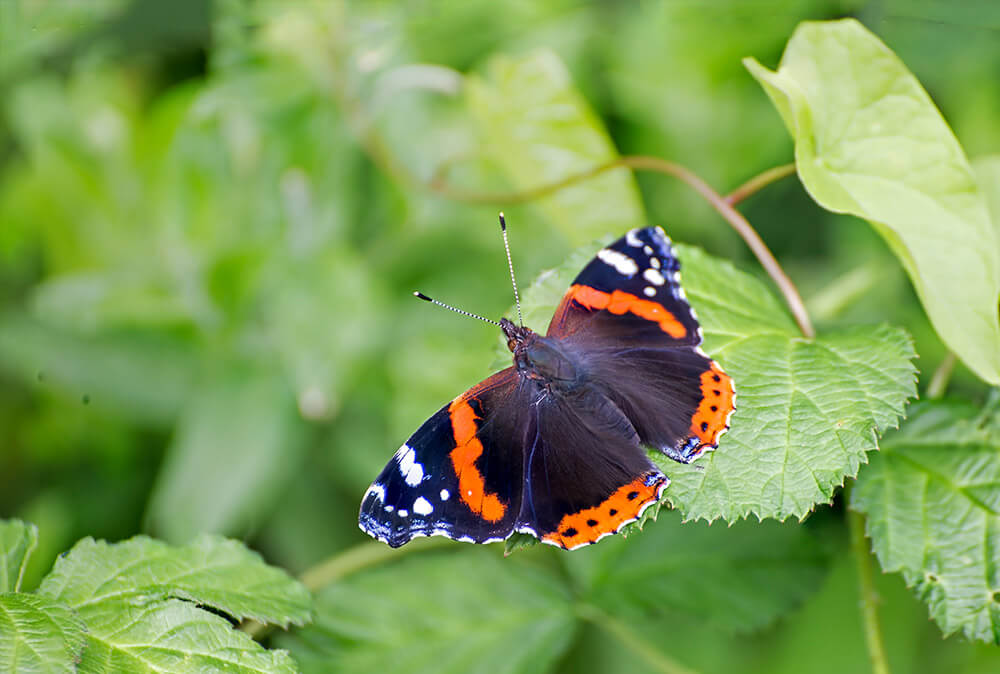 butterfly