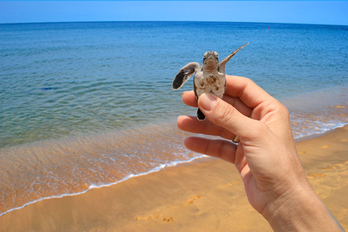 alagadi-turtle-beach-north-cyprus