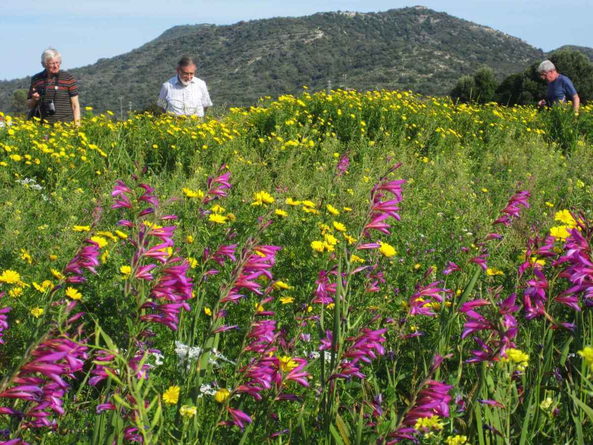 gladiolus-italicus-flowers-in-cyprus