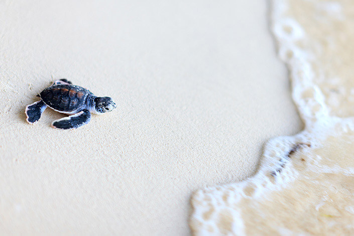 sea-turtle-north-cyprus