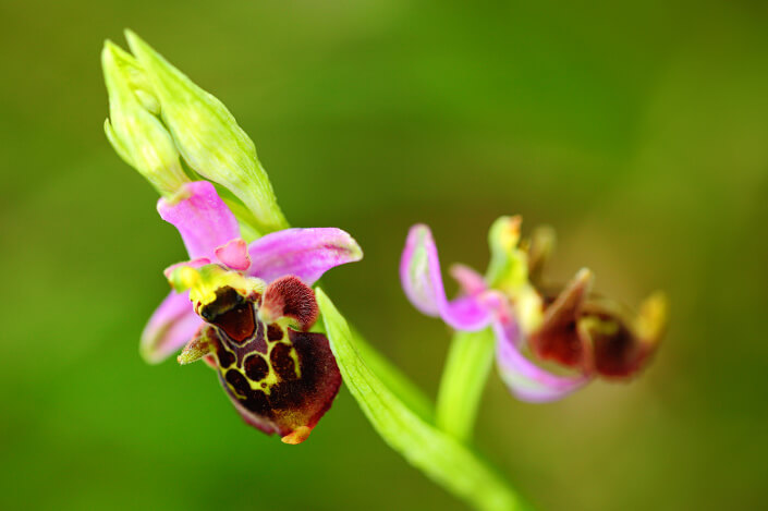 bee-orchid-norh-cyprus.jpg