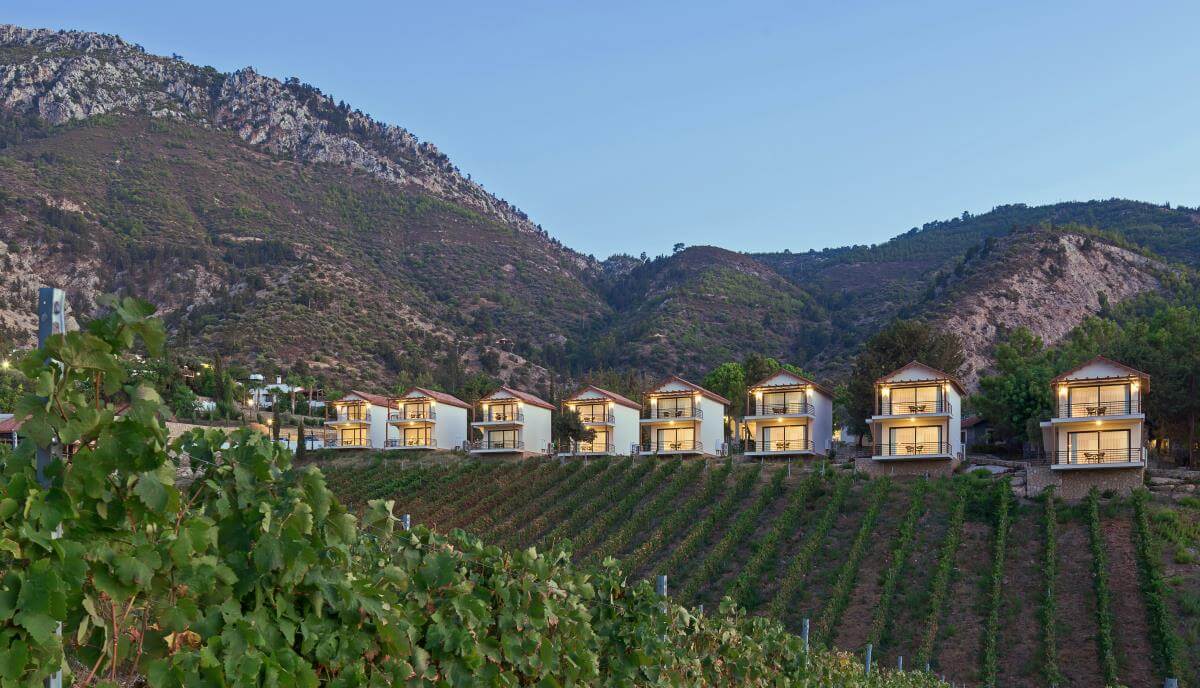 Gillham Vineyard