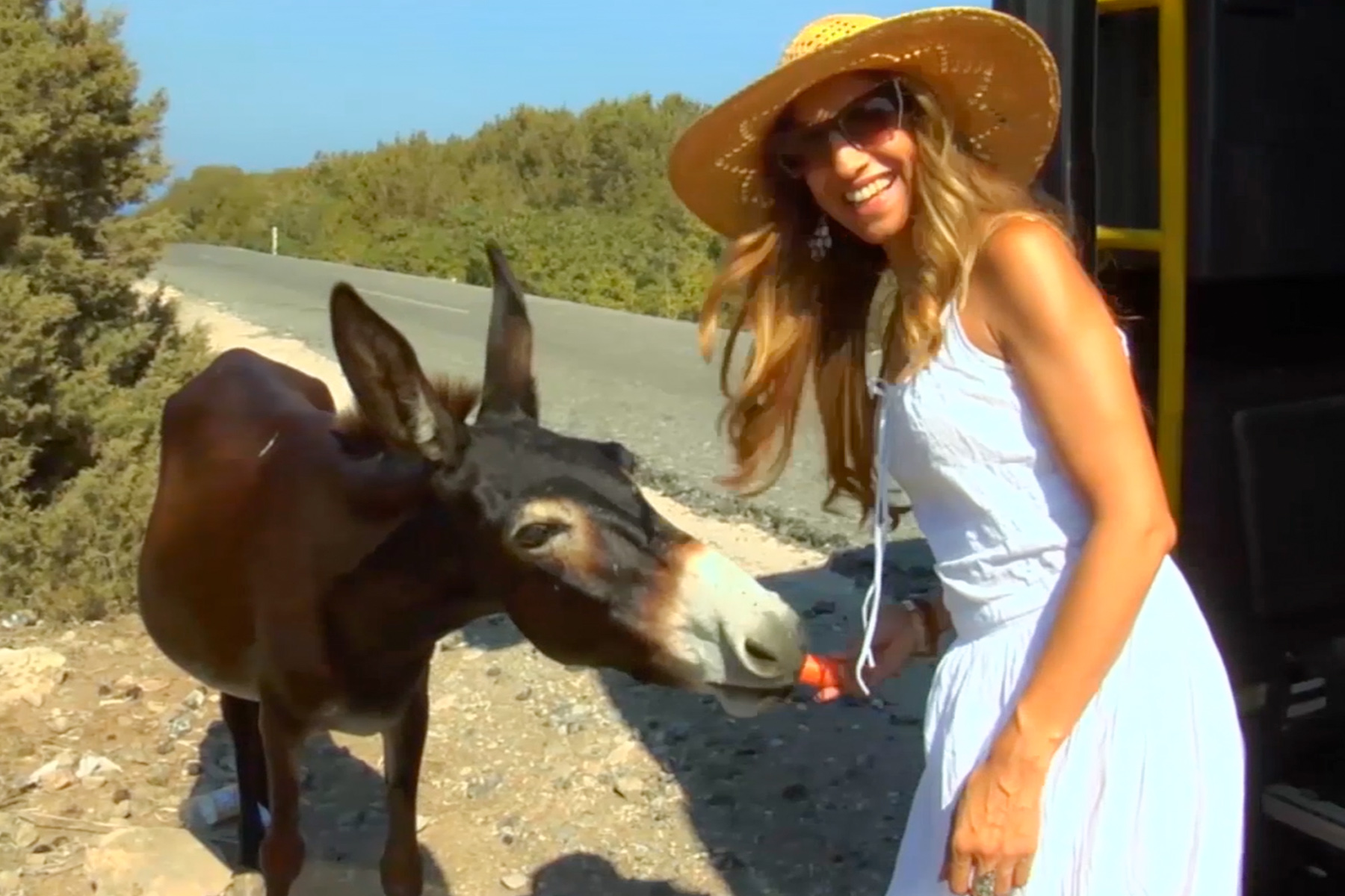 The Friendly Cypriot Donkey