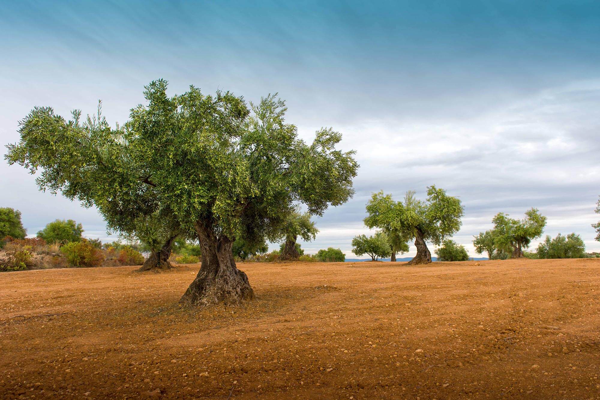zeytinlik-village-north-cyprus