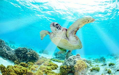 Enjoy Turtle Watching