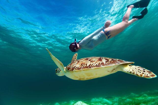 snorkeling-loggerhead-turtle-karpaz