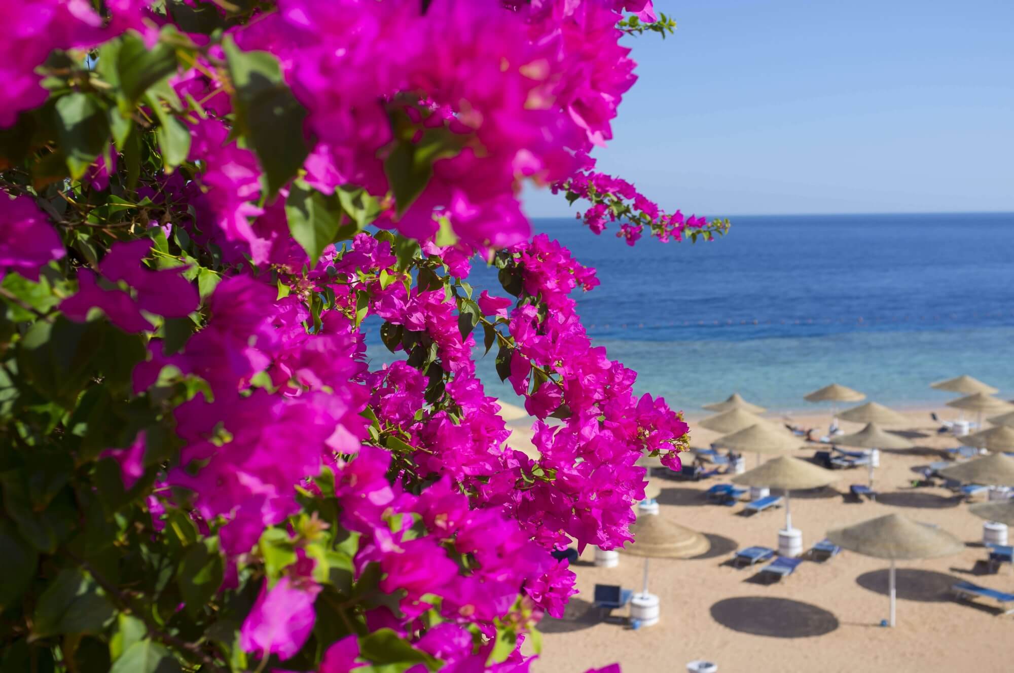 bougainvillea-flower-pink-beach-north-cyprus