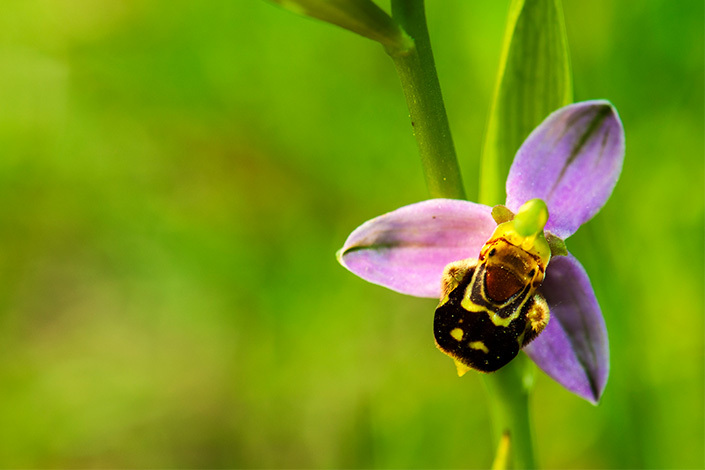 bee-orchids-cyprus.jpg