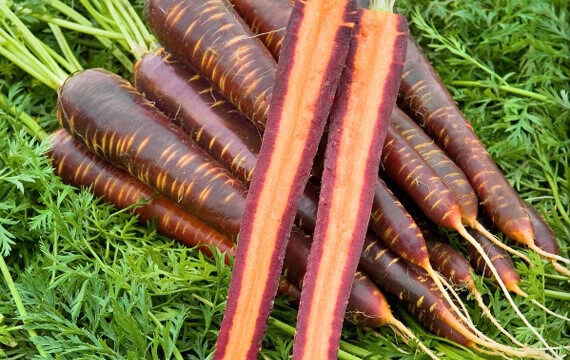 Siyah Havuç (Black Carrot) 