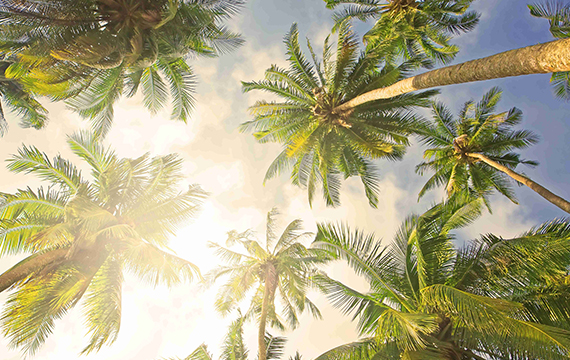 sunny holiday all year long