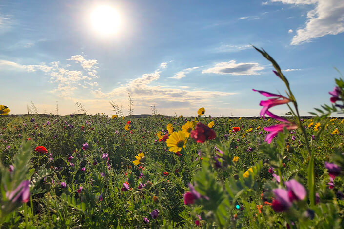 autumn-flower-north-cyprus