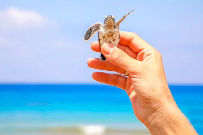 Turtle-Watching Paradise in North Cyprus