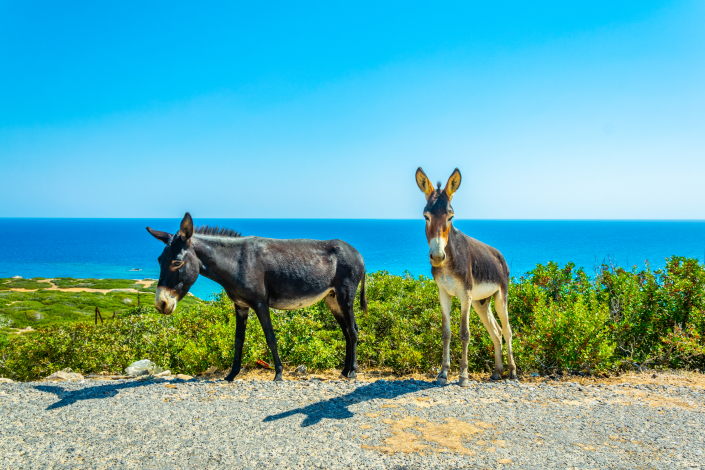 friendly-donkeys-karpaz-north-cyprus