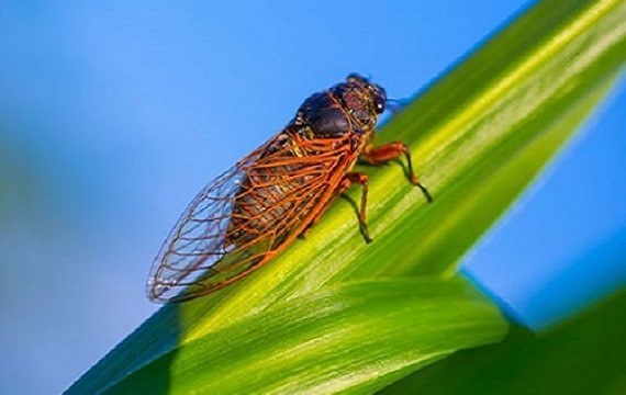 Cicadas