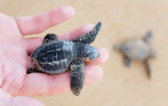 baby-loggerhead-caretta-caretta