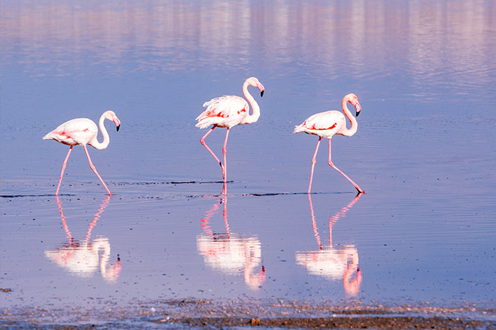 flamingos-north-cyprus.jpg