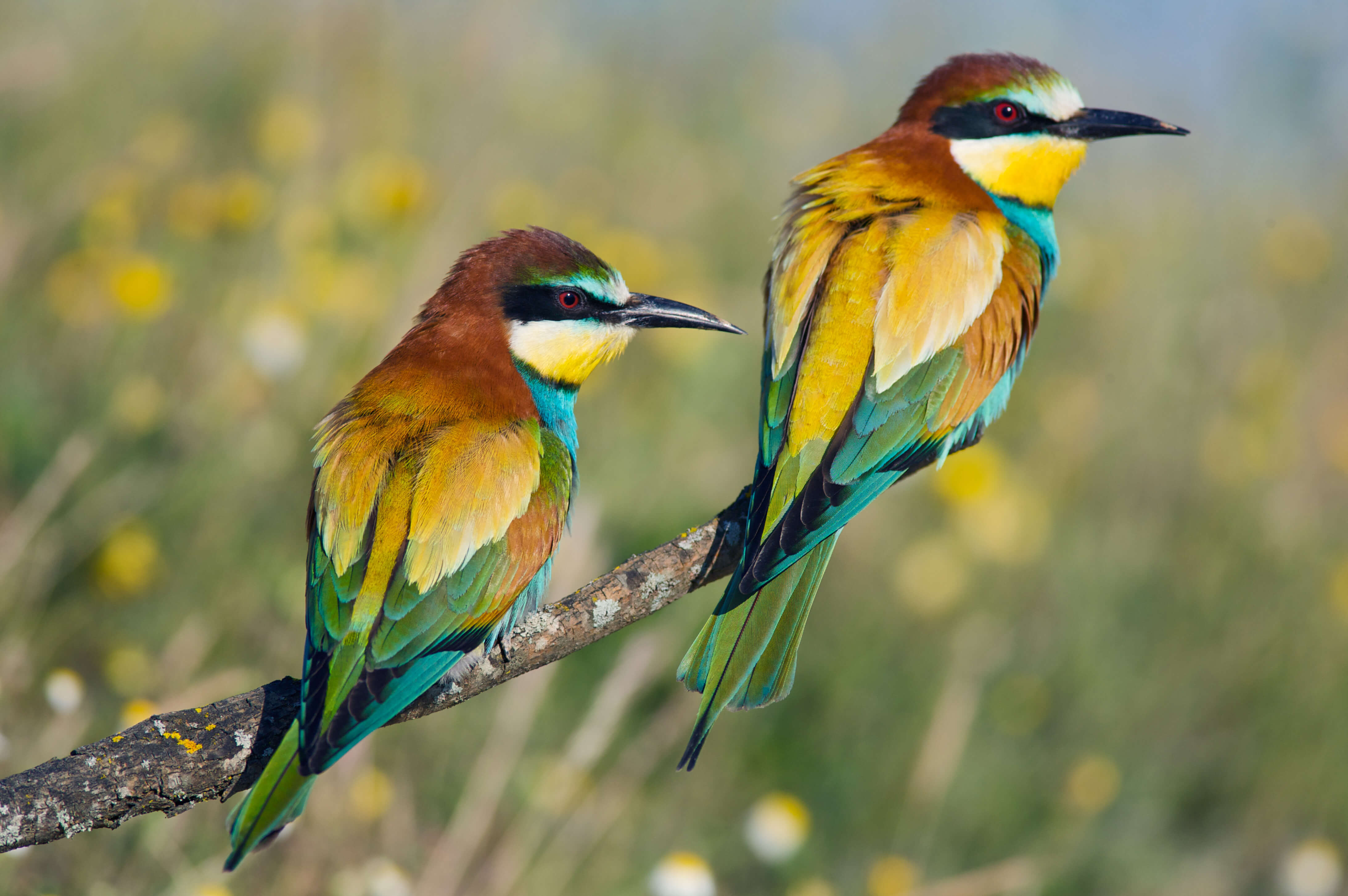 Bird Watching