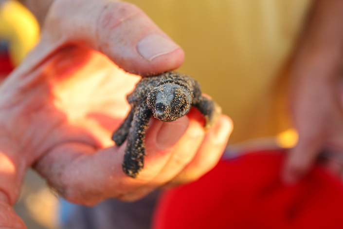 hatche-turtle-north-cyprus