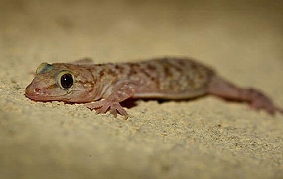 Geckos