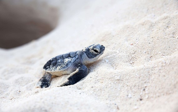 Caretta Caretta