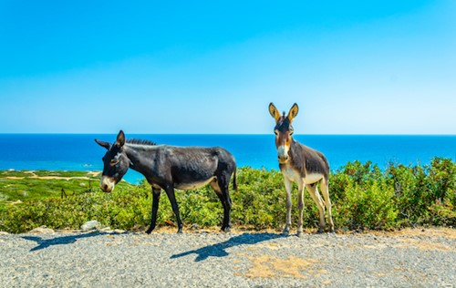 Feed Karpaz Donkeys 